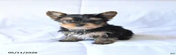 Yorkshire Terrier dogs for sale: Rowdy - Ad 2