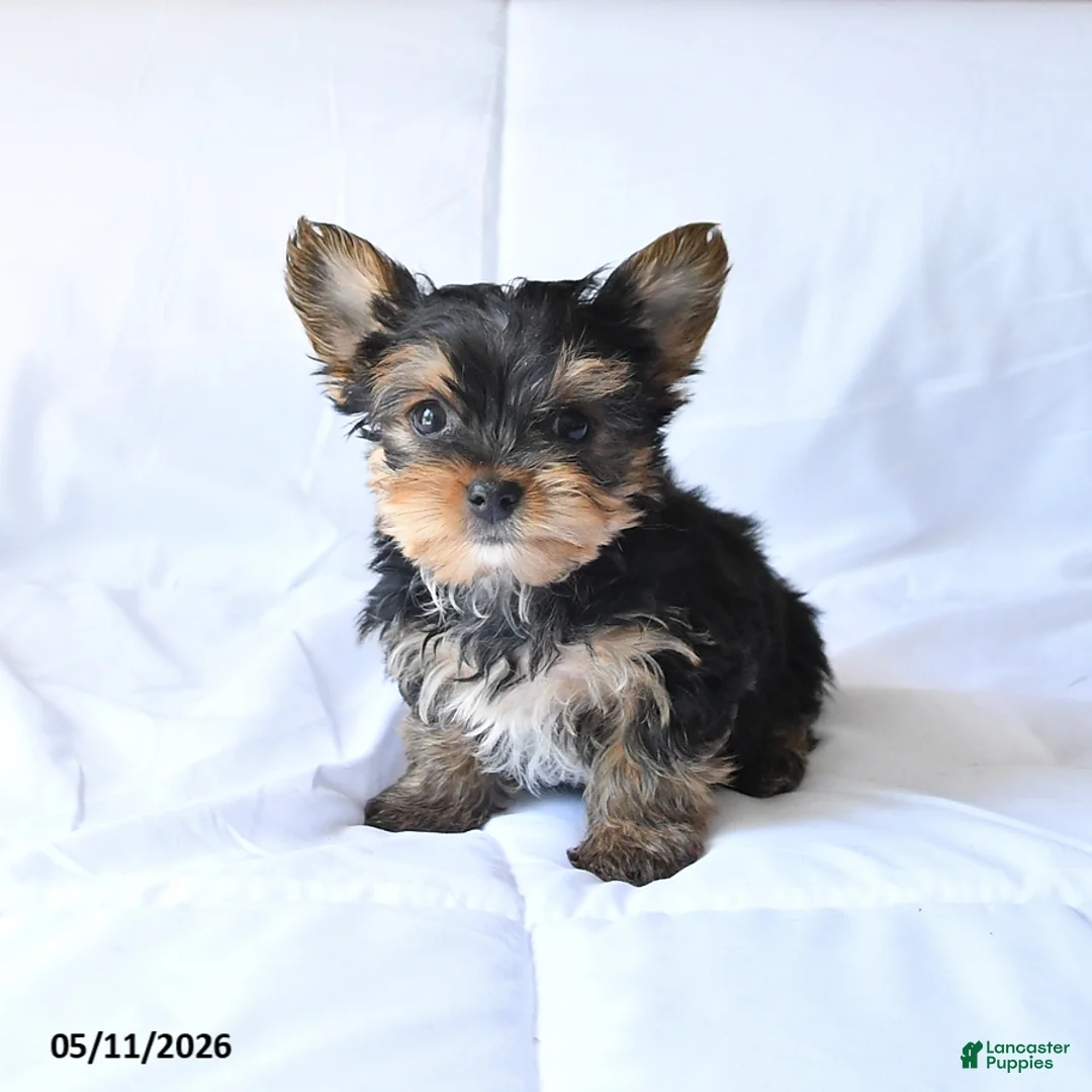 Yorkshire Terrier dogs for sale: Rowdy - Ad 2