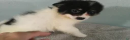 Pomeranian dogs for sale: Jasper - Ad 4