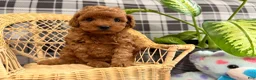 Toy Poodle dogs for sale: Jewel - Ad 3