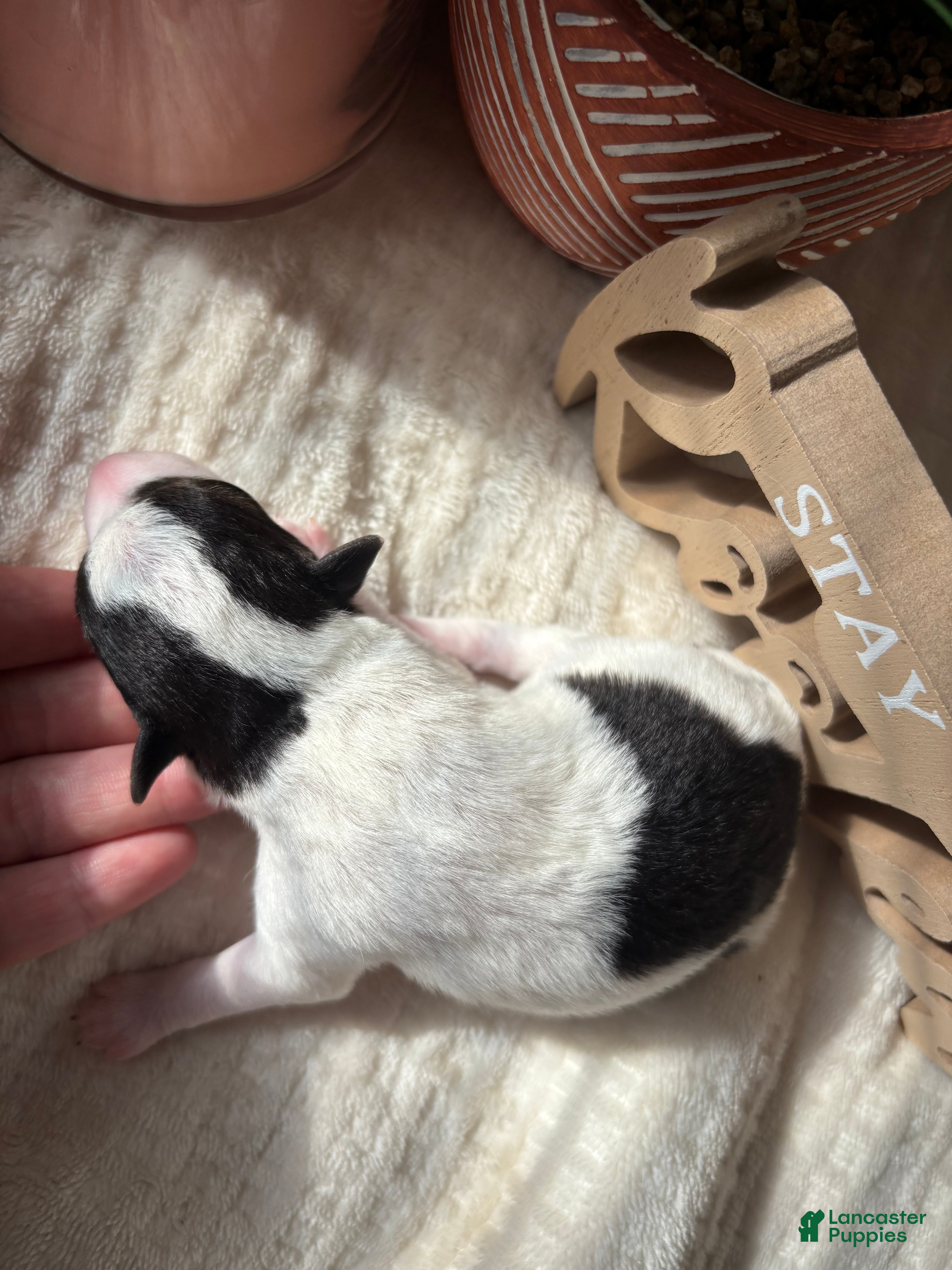 Wire Fox Terrier dogs Wire Fox Terrier 3 - Ad 8