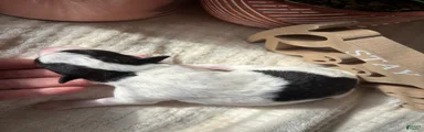 Wire Fox Terrier 3