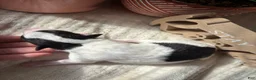Wire Fox Terrier dogs for sale: Wire Fox Terrier 3 - Ad 1