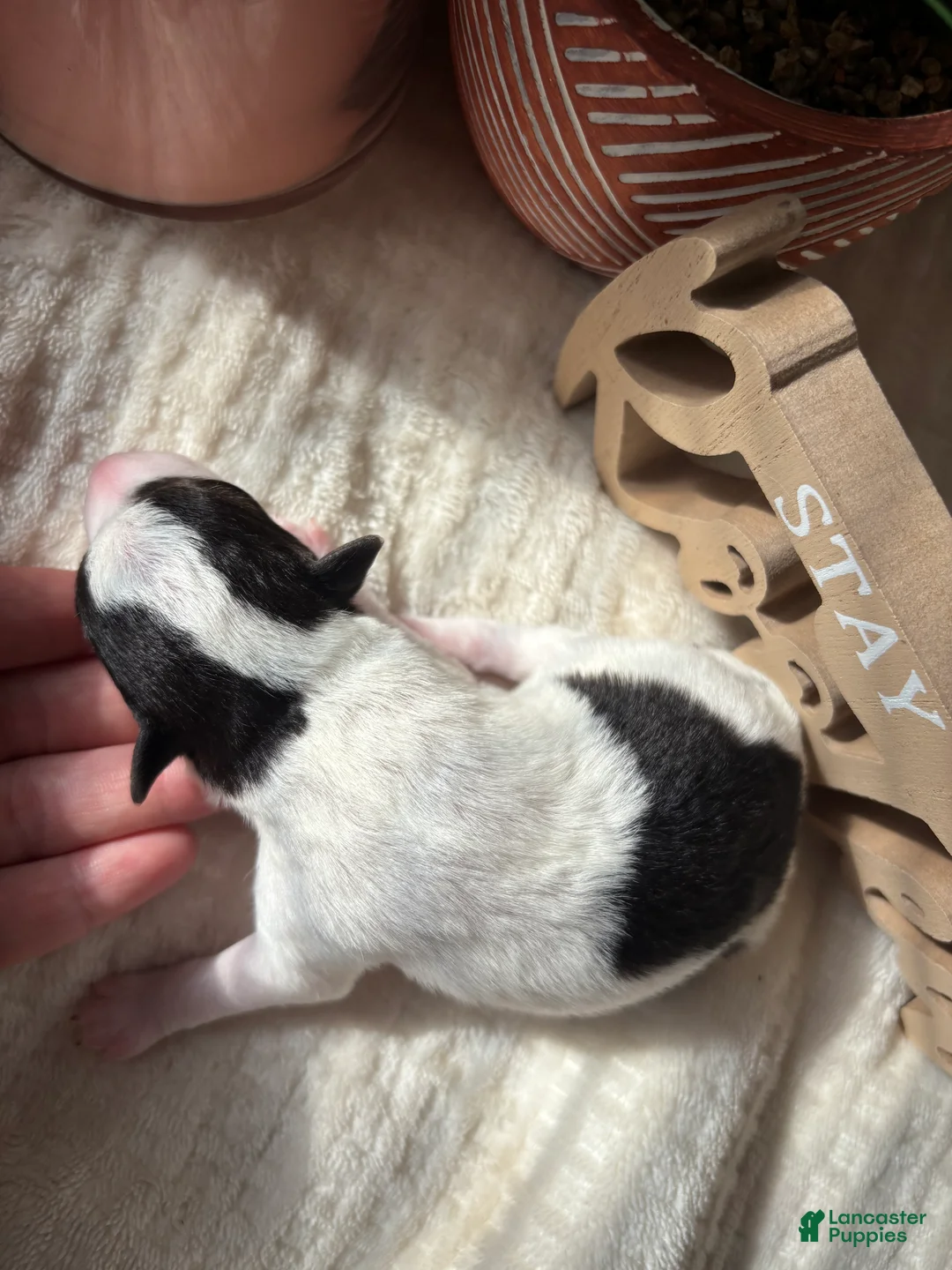 Wire Fox Terrier dogs for sale: Wire Fox Terrier 3 - Ad 1