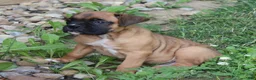 Boxer dogs for sale: Otis - Ad 14