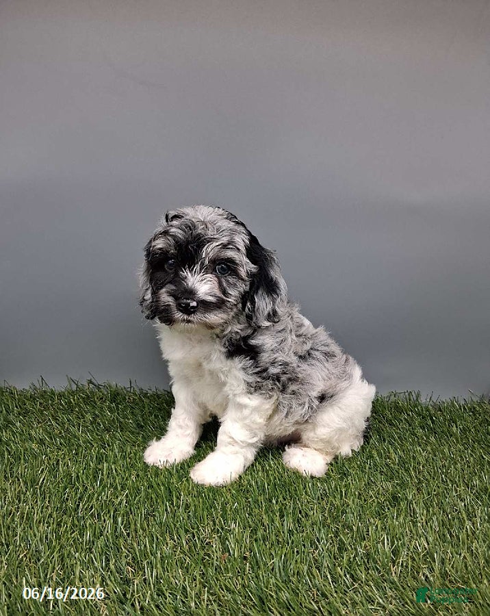 Cockapoo dogs Cotton - Ad 1