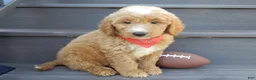 Mini Goldendoodle dogs for sale: Bear (medium) - Ad 5