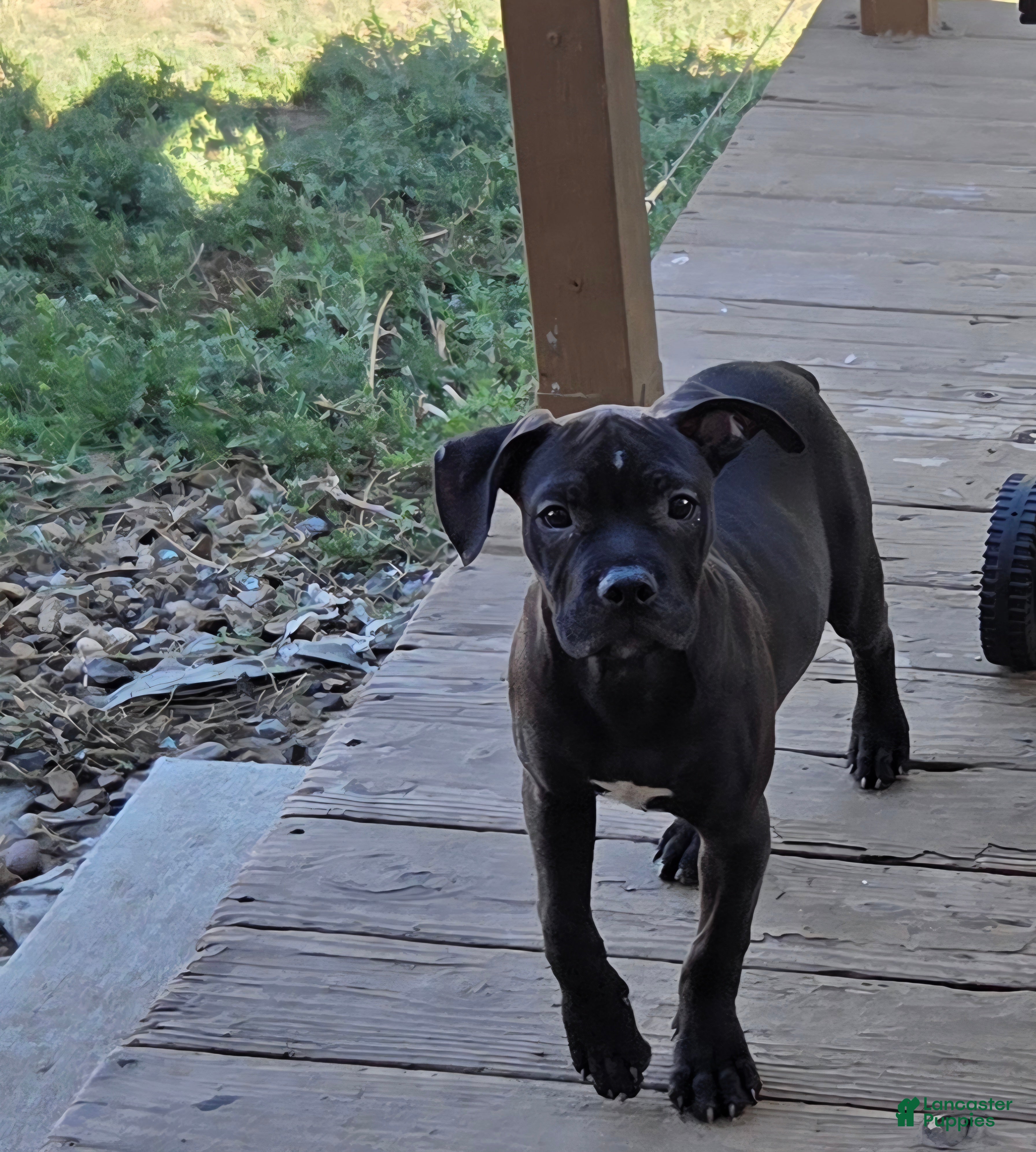 Mixed Breed dogs Mixed Breed 1 - Ad 10