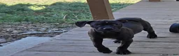 Mixed Breed dogs for sale: Mixed Breed 1 - Ad 1