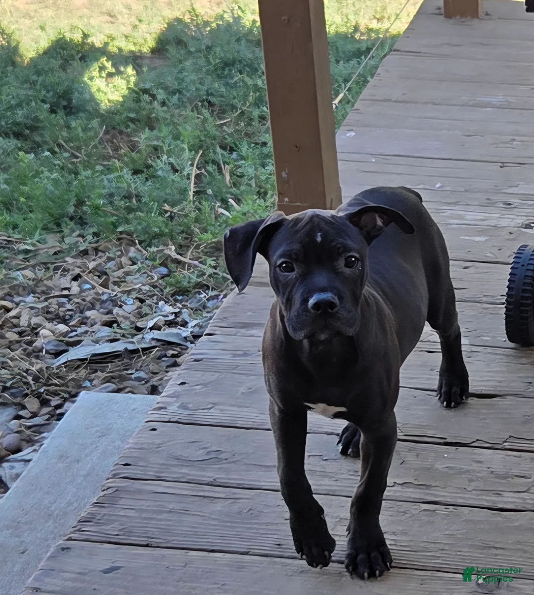 Mixed Breed dogs for sale: Mixed Breed 1 - Ad 1