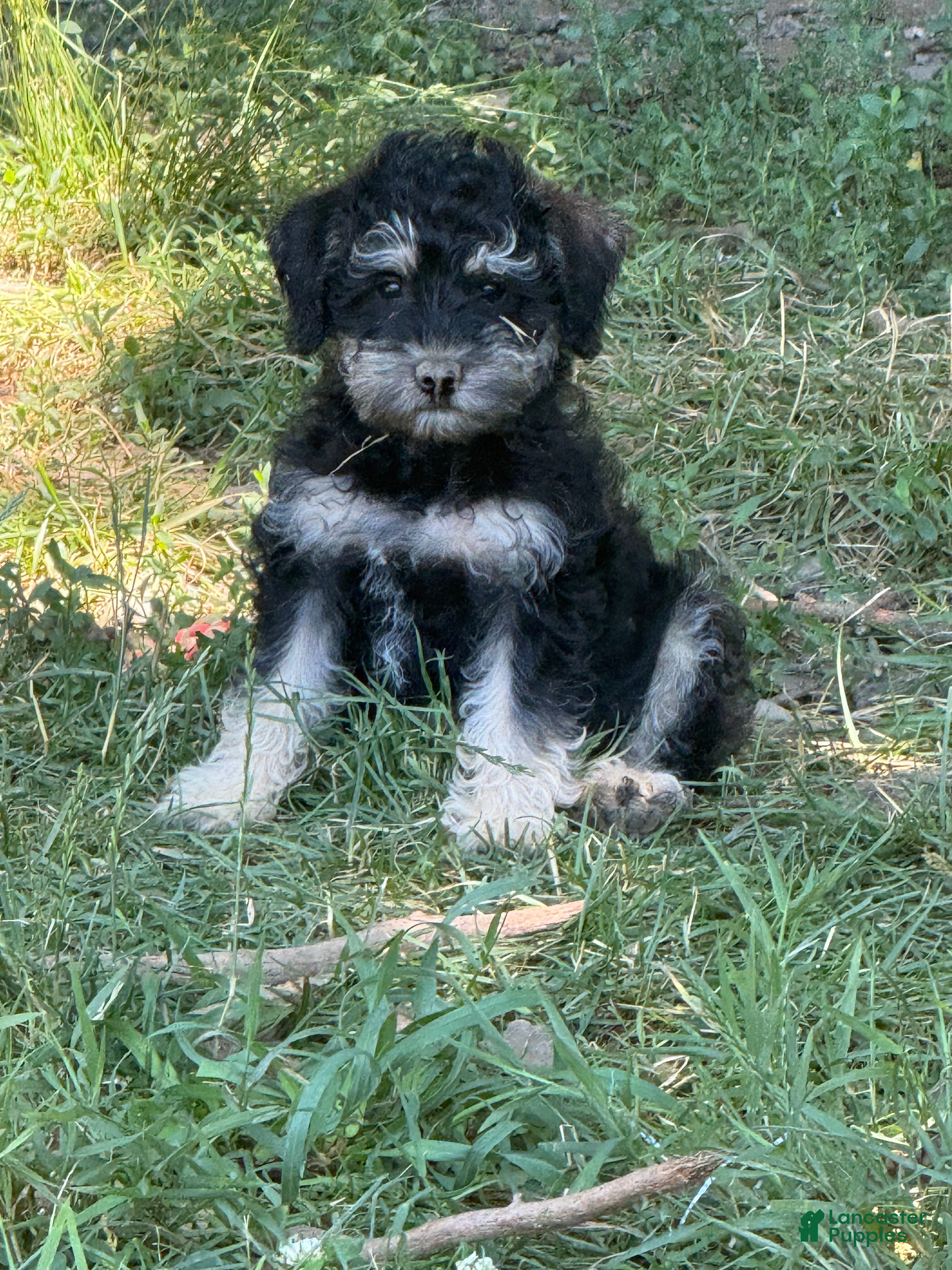 Schnoodle dogs Sadie - Ad 6