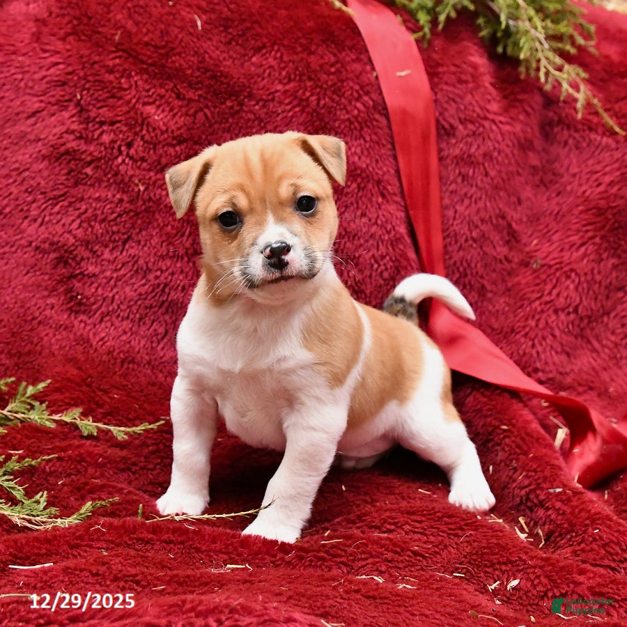 Mixed Breed dogs Puddles - Ad 7