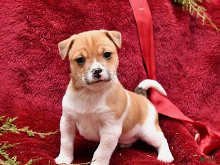 Mixed Breed dogs Puddles - Ad 7