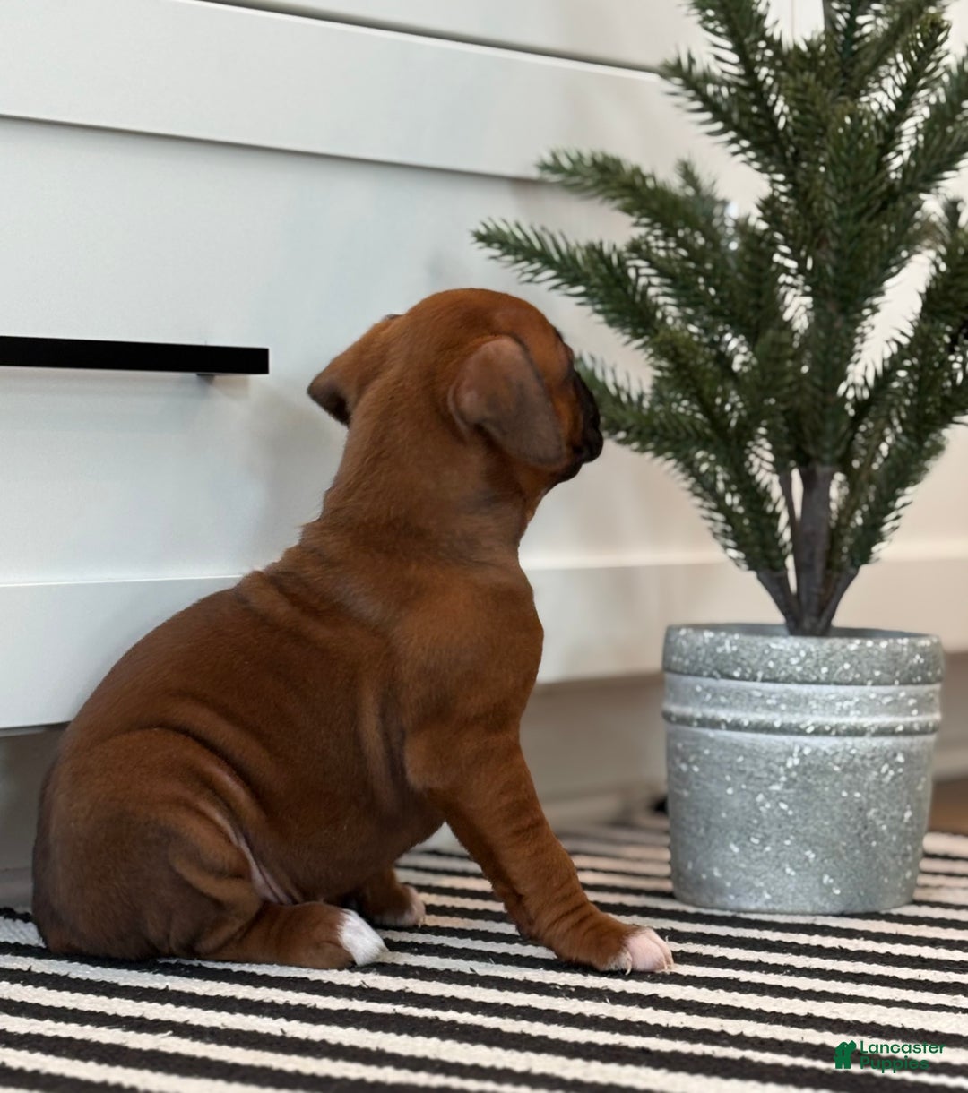 Boxer dogs for sale: Dozer - Ad 6