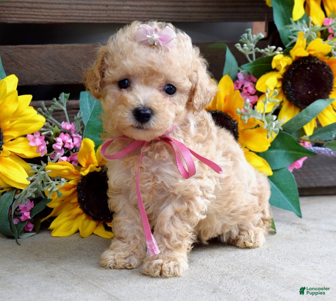Toy Poodle dogs Penny - Ad 1