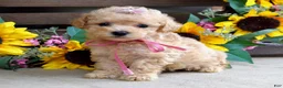 Mixed Breed dogs for sale: Penny - Ad 4