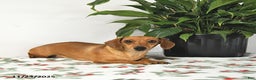 Miniature Dachshund dogs for sale: Betty   - Ad 6