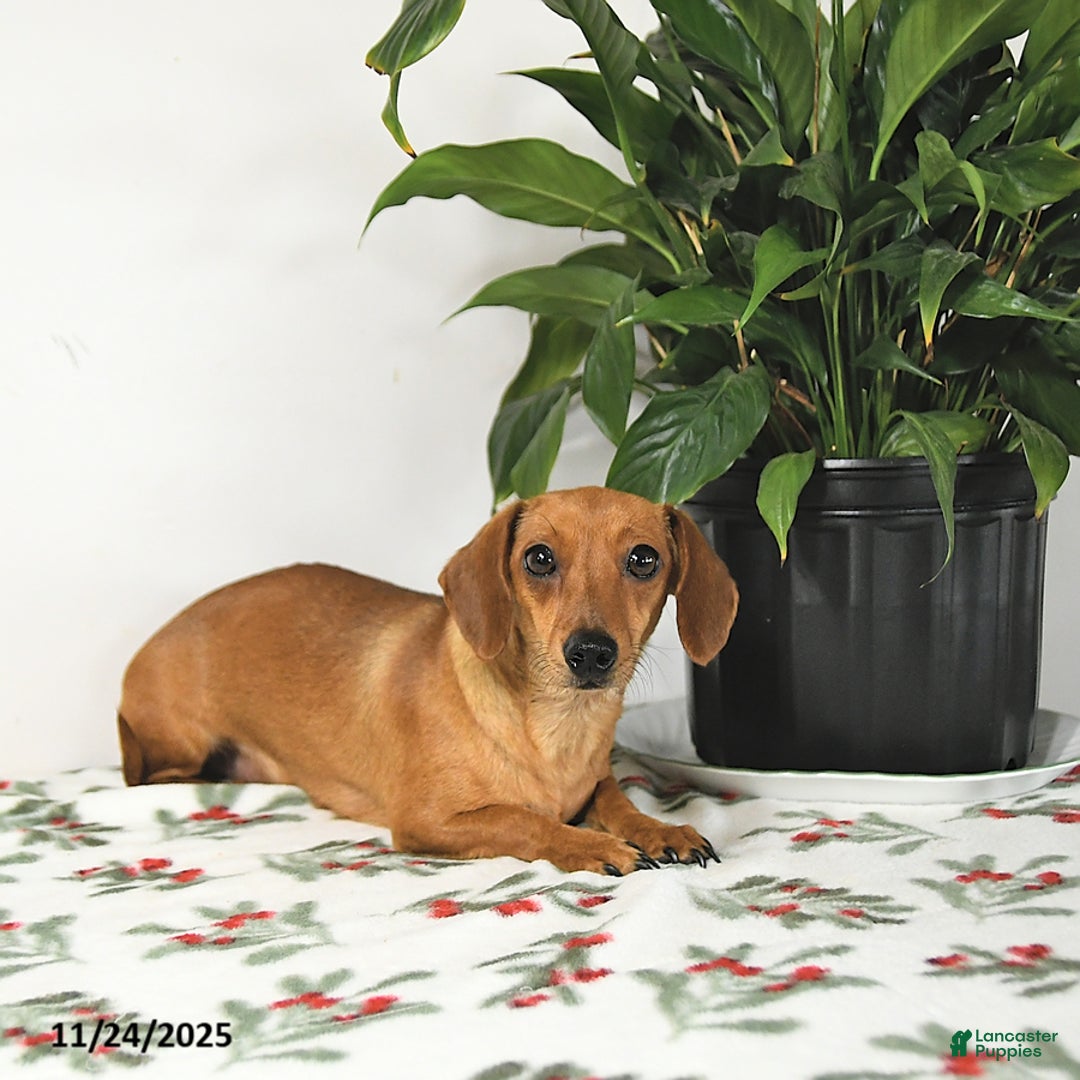 Miniature Dachshund dogs for sale: Betty   - Ad 6