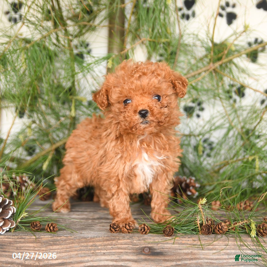 Toy Poodle dogs Tilly - Ad 1
