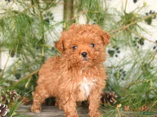 Toy Poodle dogs for sale: Tilly - Ad 1
