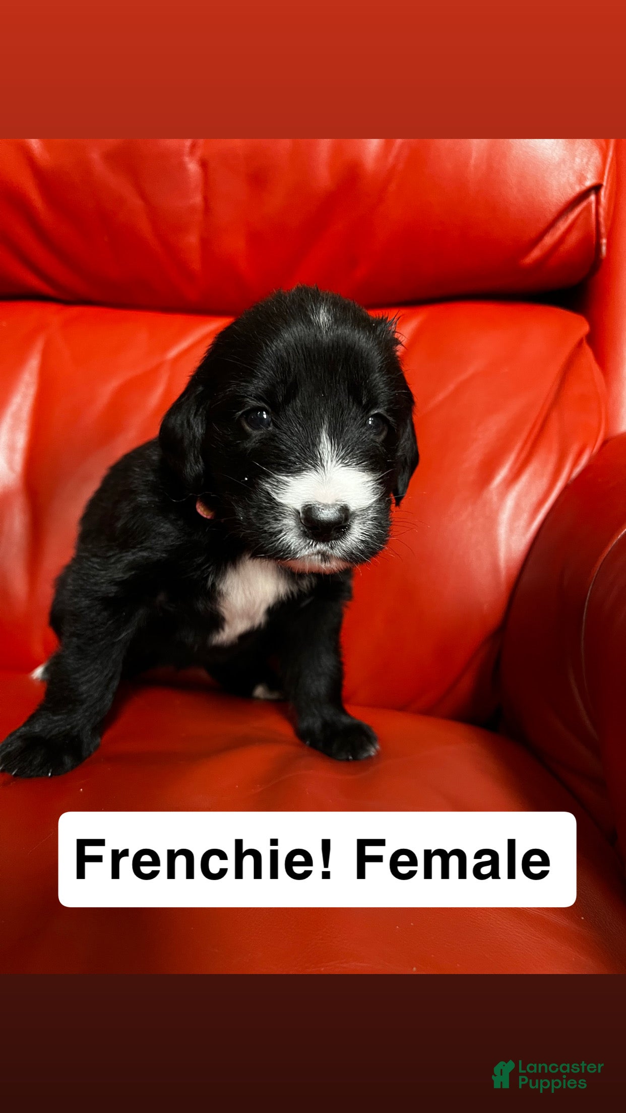 Goldador dogs Frenchie  - Ad 14