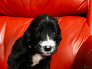 Goldador dogs Frenchie - Ad 14