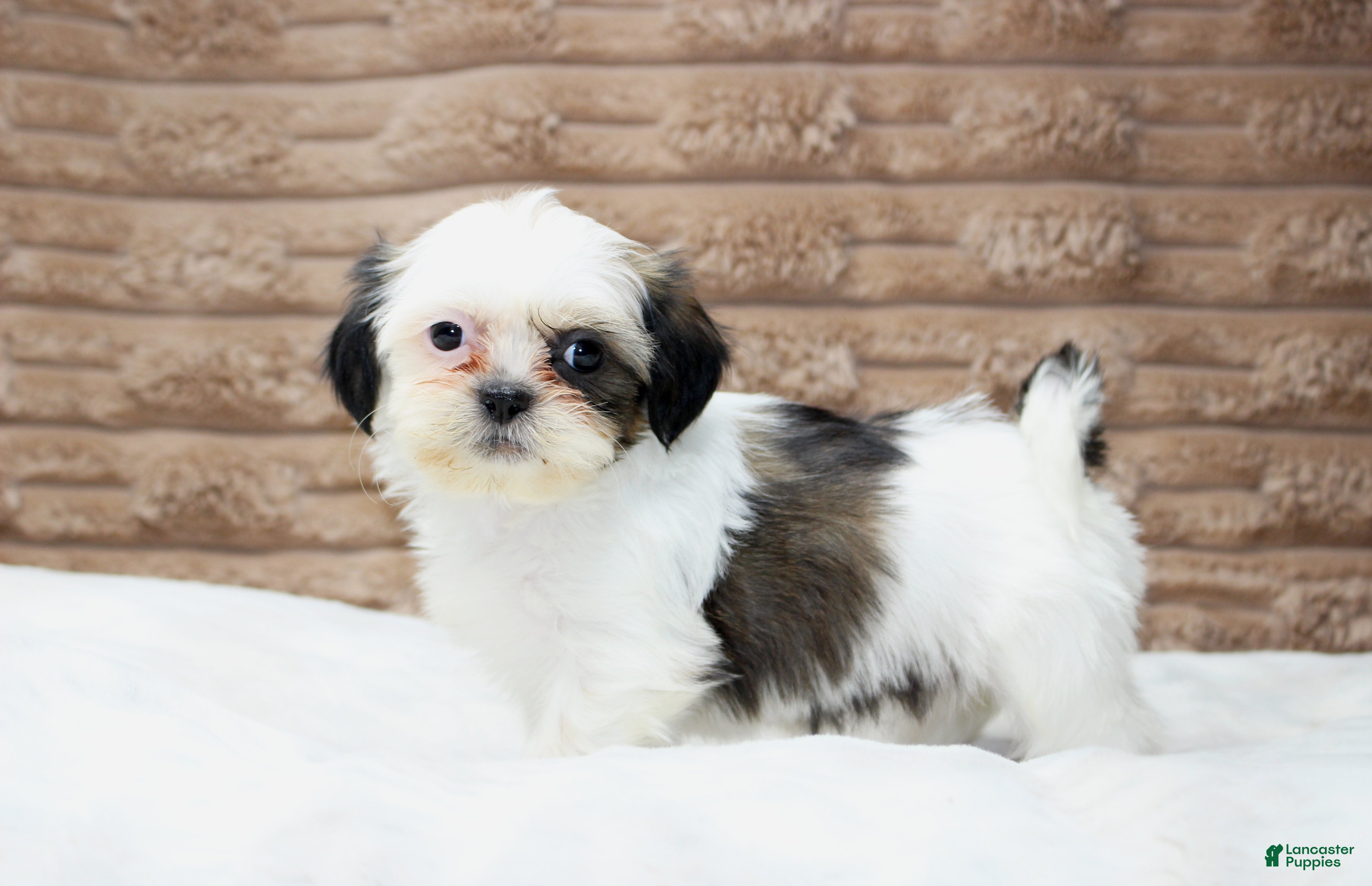 Shih Tzu dogs Izzy - Ad 23