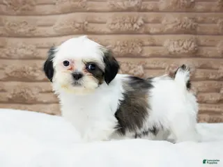 Shih Tzu dogs Izzy - Ad 9