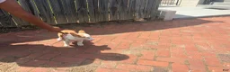 American Corgi dogs for sale: Ruby - Ad 6