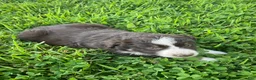 Australian Shepherd dogs for sale: Lori - Ad 3