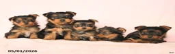 Yorkshire Terrier dogs for sale: Beauty - Ad 3