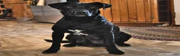 Sheprador dogs for sale: Dike  - Ad 4