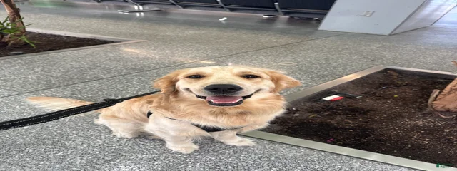 Nugget