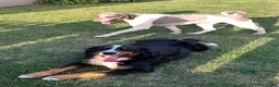 Bernedoodle dogs for sale: Stormy - Ad 8