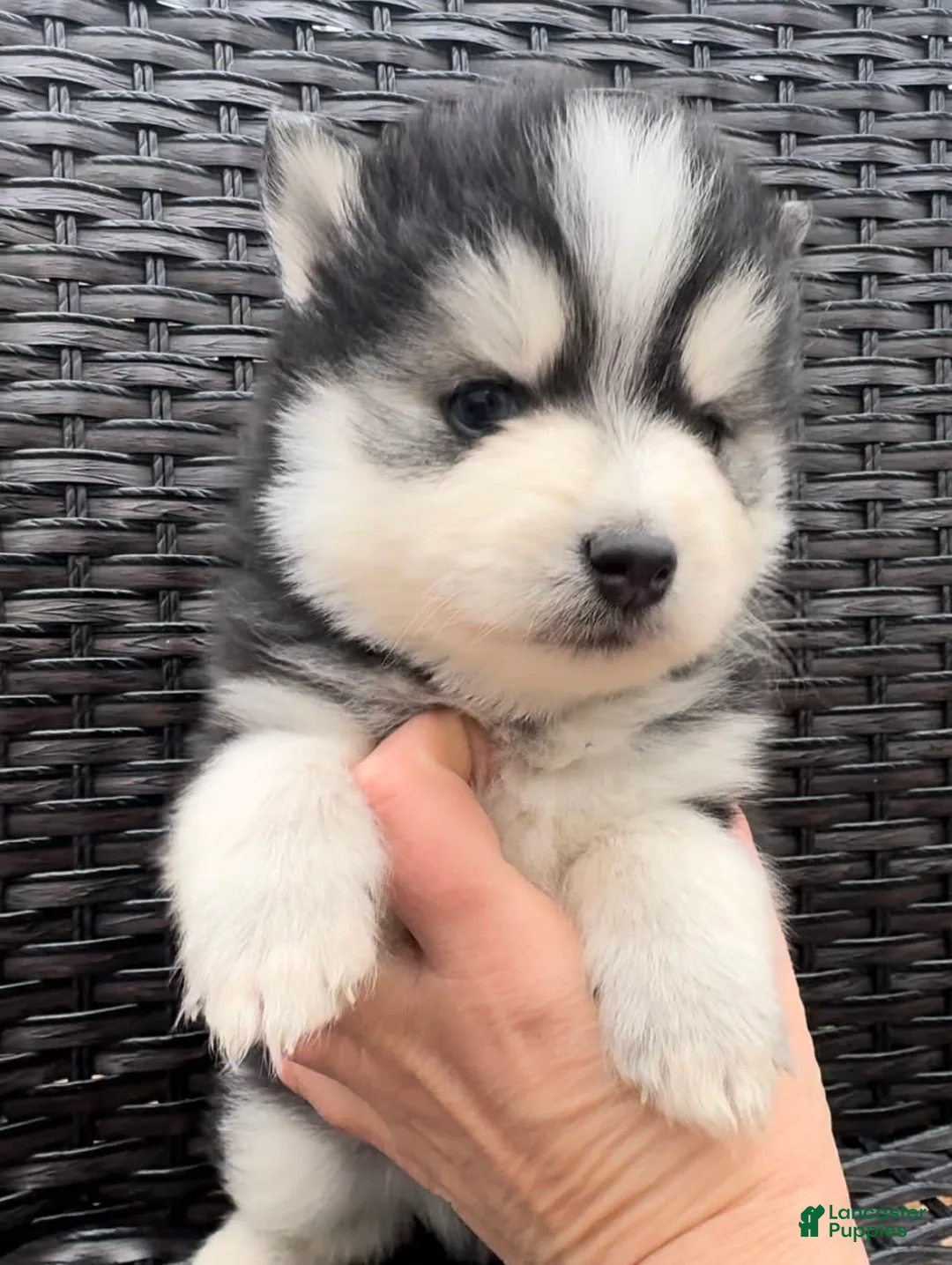 Gallery Image {{count}}