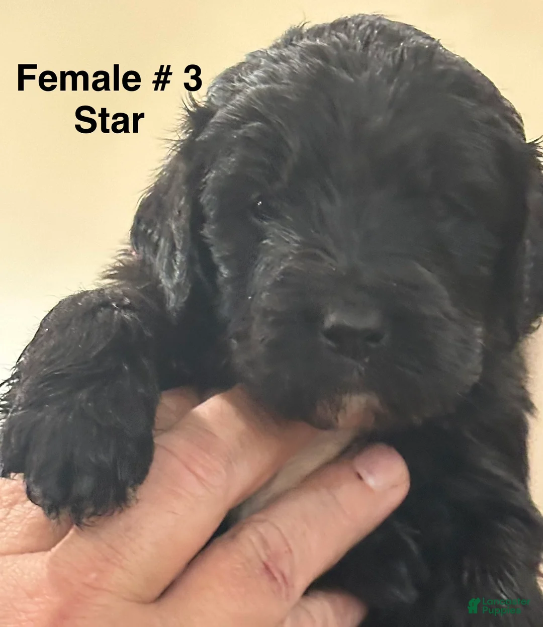Mixed Breed dogs for sale: female # 3 English Shepherd Doodle - Ad 1