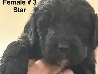 Mixed Breed dogs female # 3 English Shepherd Doodle - Ad 6