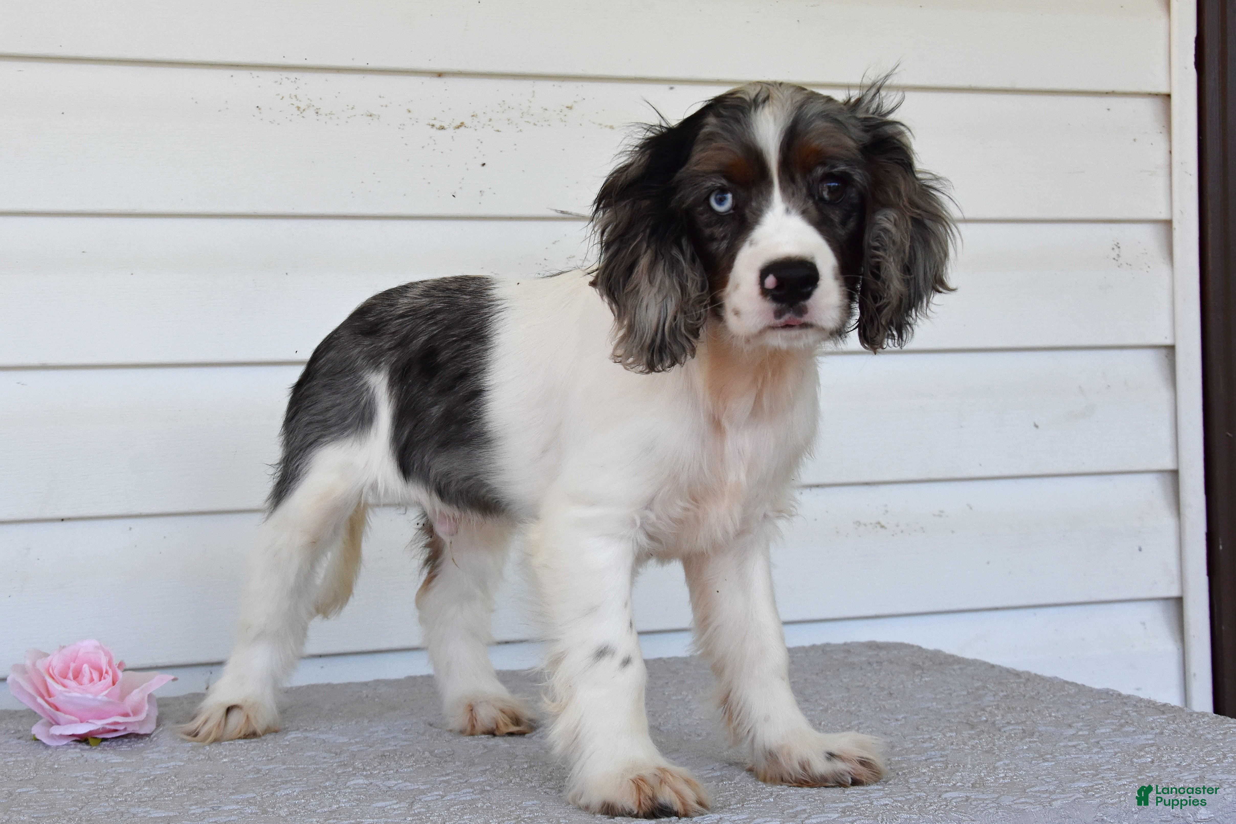 Cavalier King Charles Springer Spaniel Mix Cuddly Cockalier
