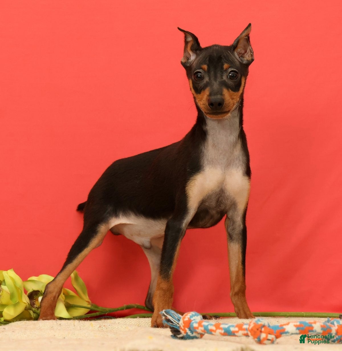 Miniature Pinscher dogs for sale: Emery - Ad 1