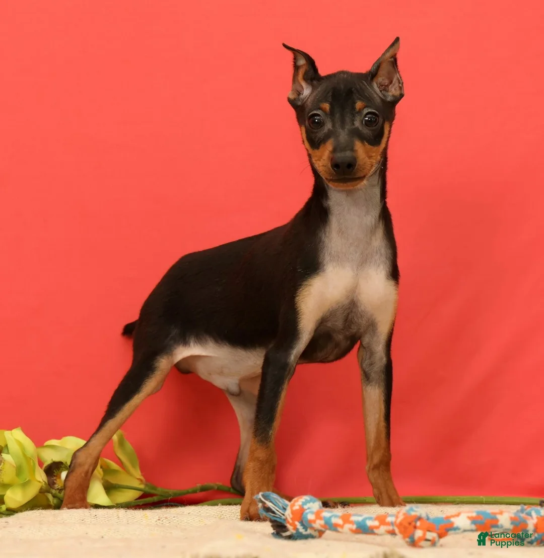 Miniature Pinscher dogs for sale: Emery - Ad 1
