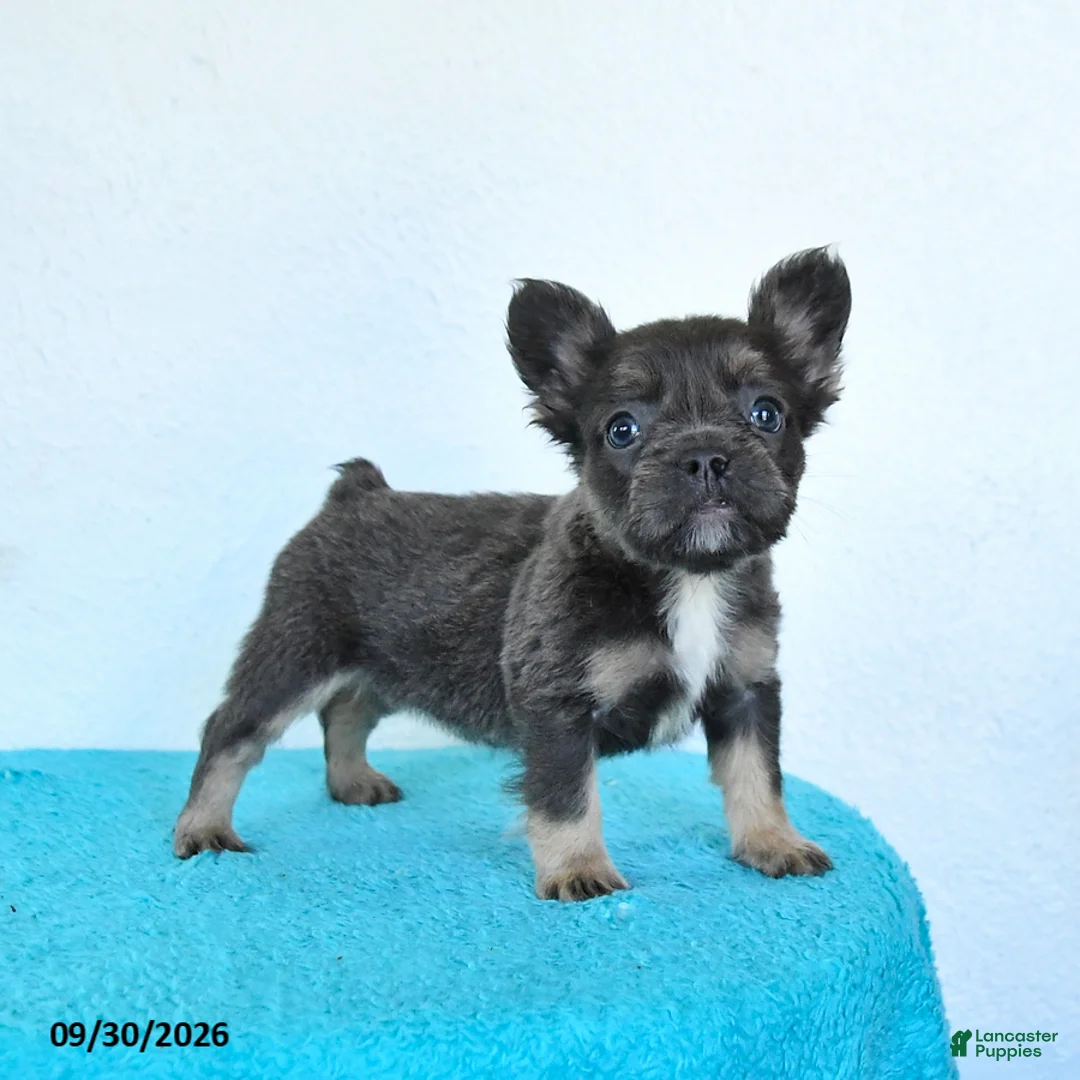 French Bulldog dogs for sale: Daisy - Ad 1