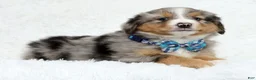 Australian Shepherd dogs for sale: Kayce - Ad 5