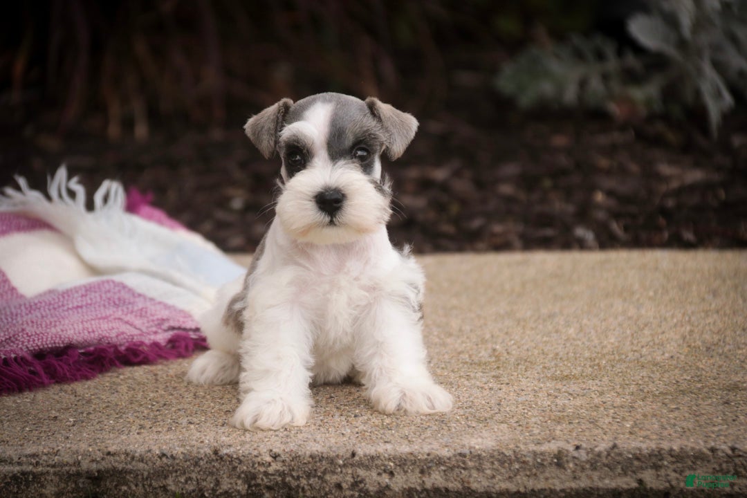 Miniature Schnauzer dogs Magnolia Miniature Schnauzer - Ad 1