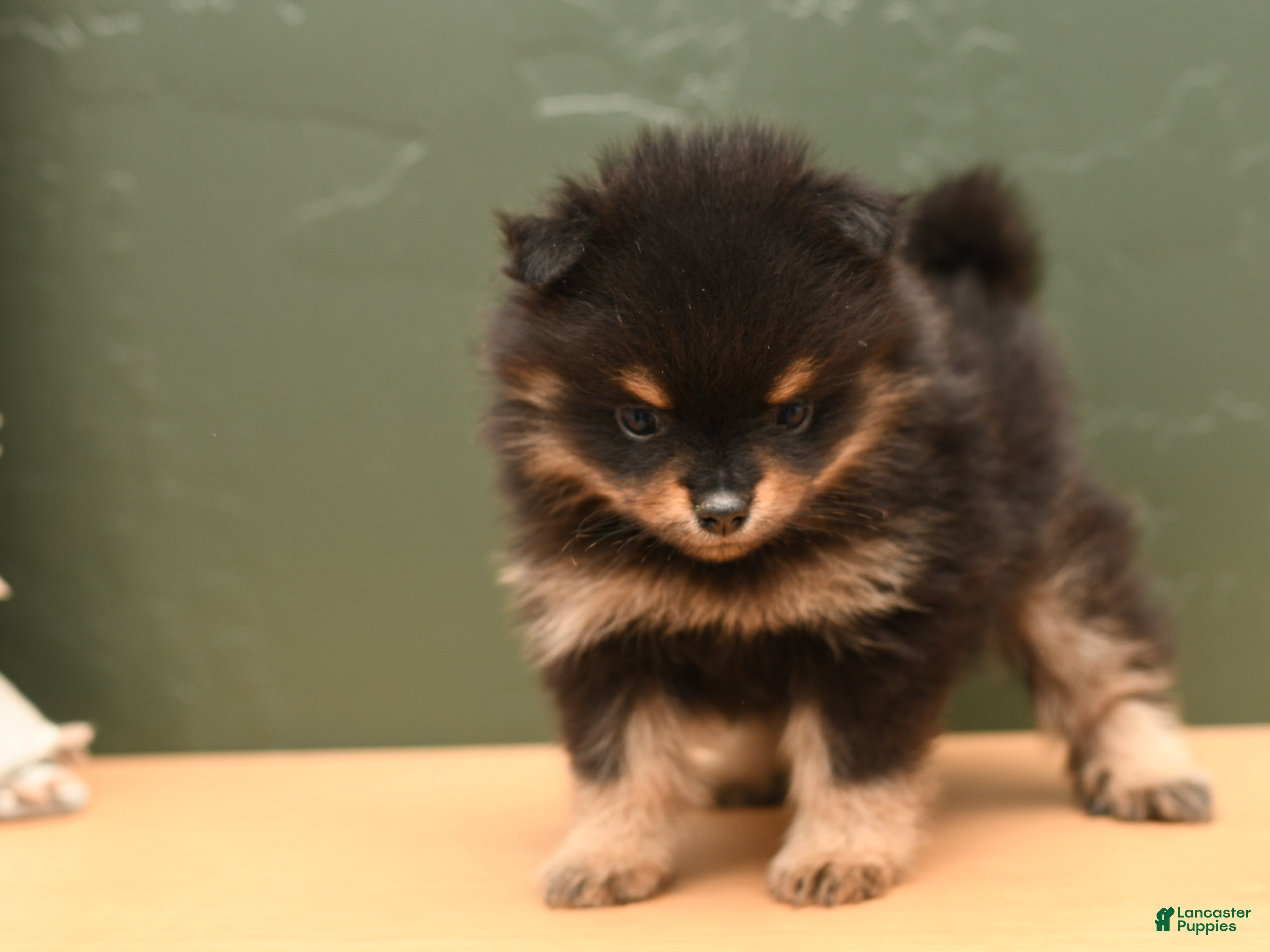 Pomeranian dogs for sale: Kaya - Ad 3