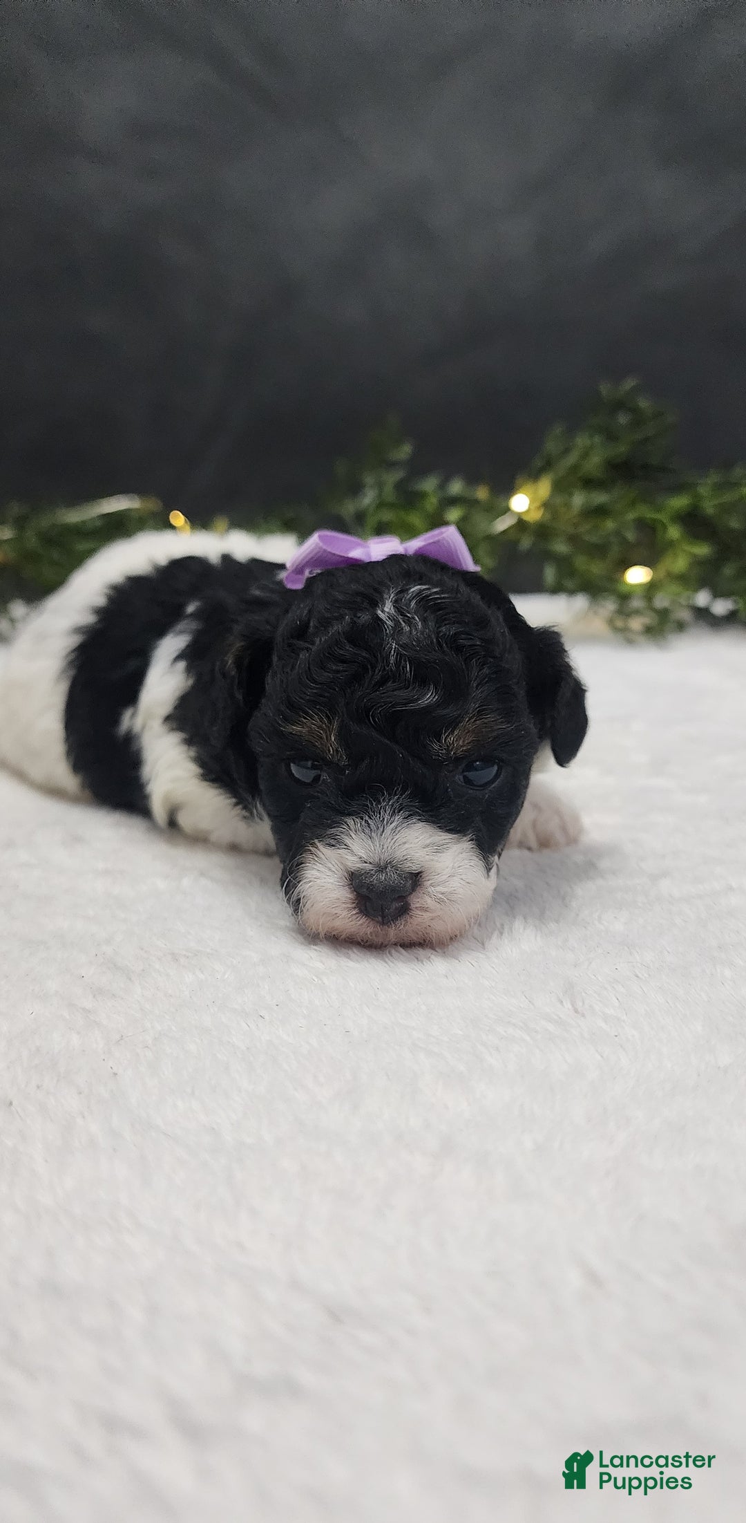 Miniature Poodle dogs for sale: Gracie  - Ad 1