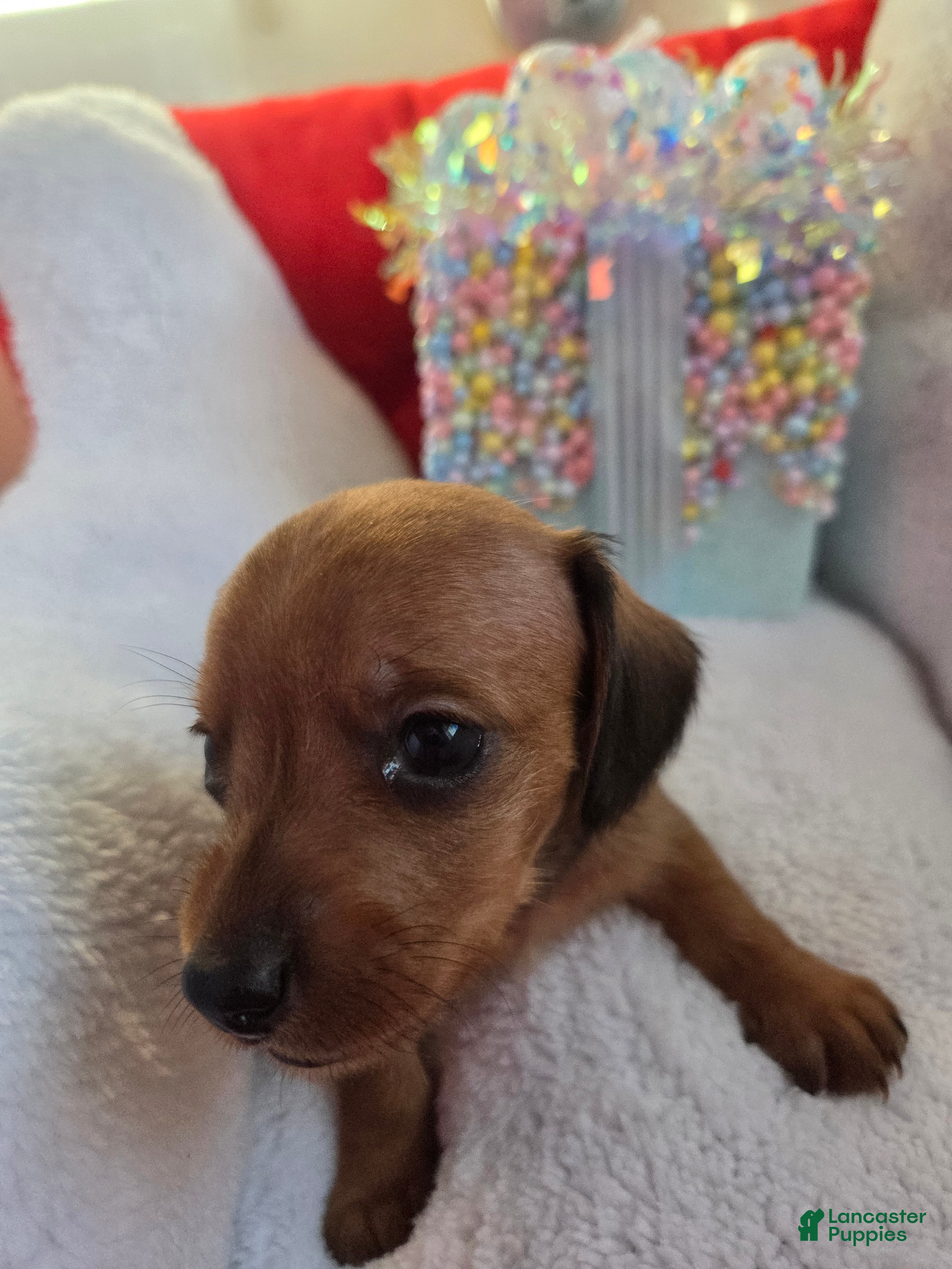 Miniature Dachshund dogs Miniature Dachshund Puppy 2 - Ad 5