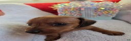 Miniature Dachshund dogs for sale: Miniature Dachshund Puppy 2 - Ad 1