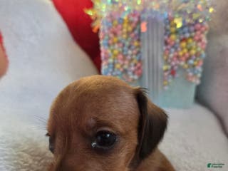 Miniature Dachshund dogs Miniature Dachshund Puppy 2 - Ad 5