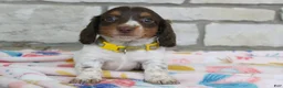 Miniature Dachshund dogs for sale: Anna - Ad 10