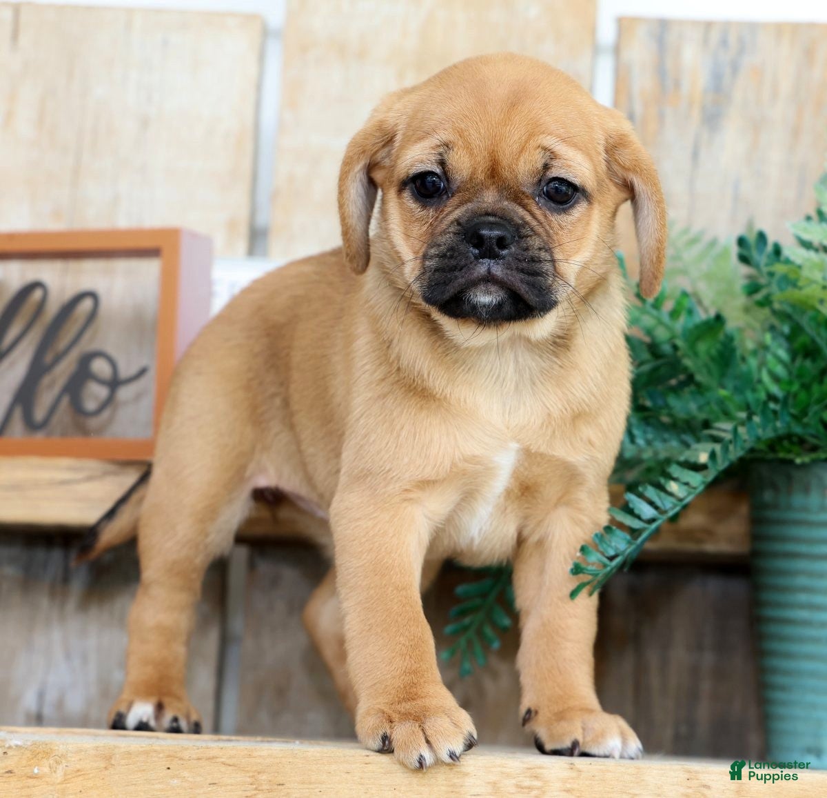 Puggle dogs for sale: Alexis - Ad 1